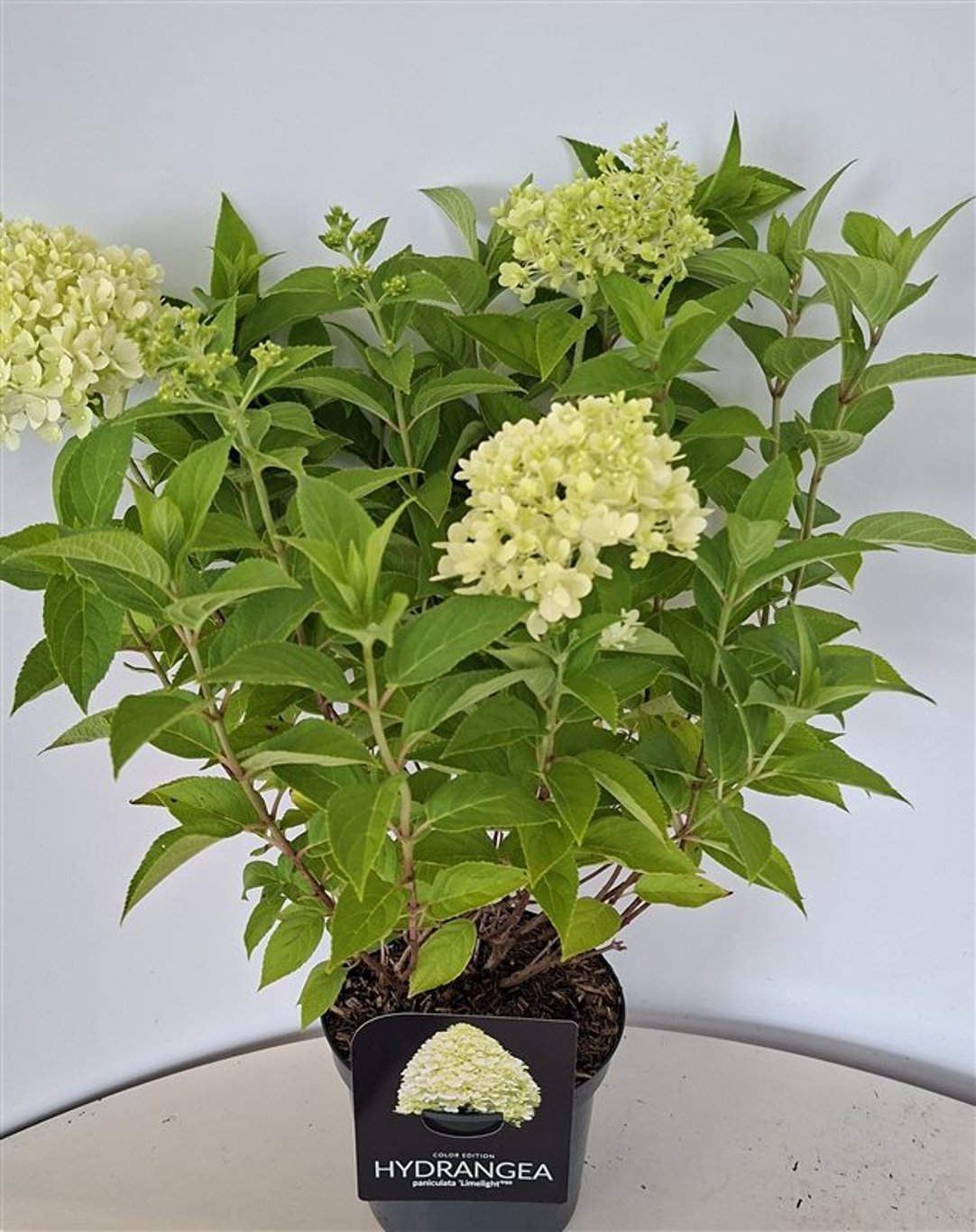 Hydrangea pan. 'Limelight' - C3 30-40 CM